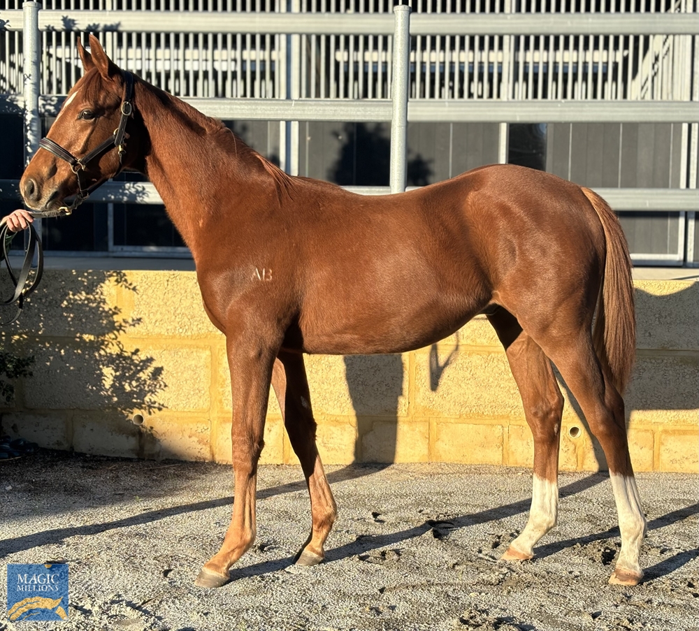 2024 Perth Winter Thoroughbred Sale Lot 139 My Admiration (AUS